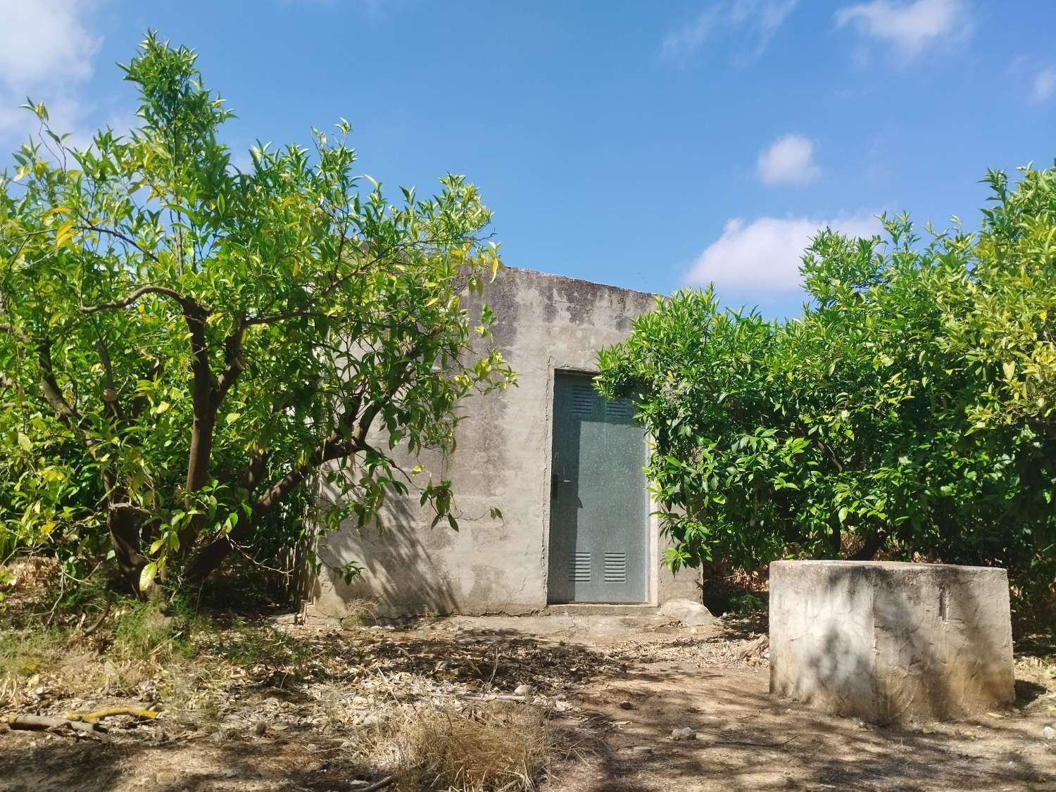 Plot with orange trees