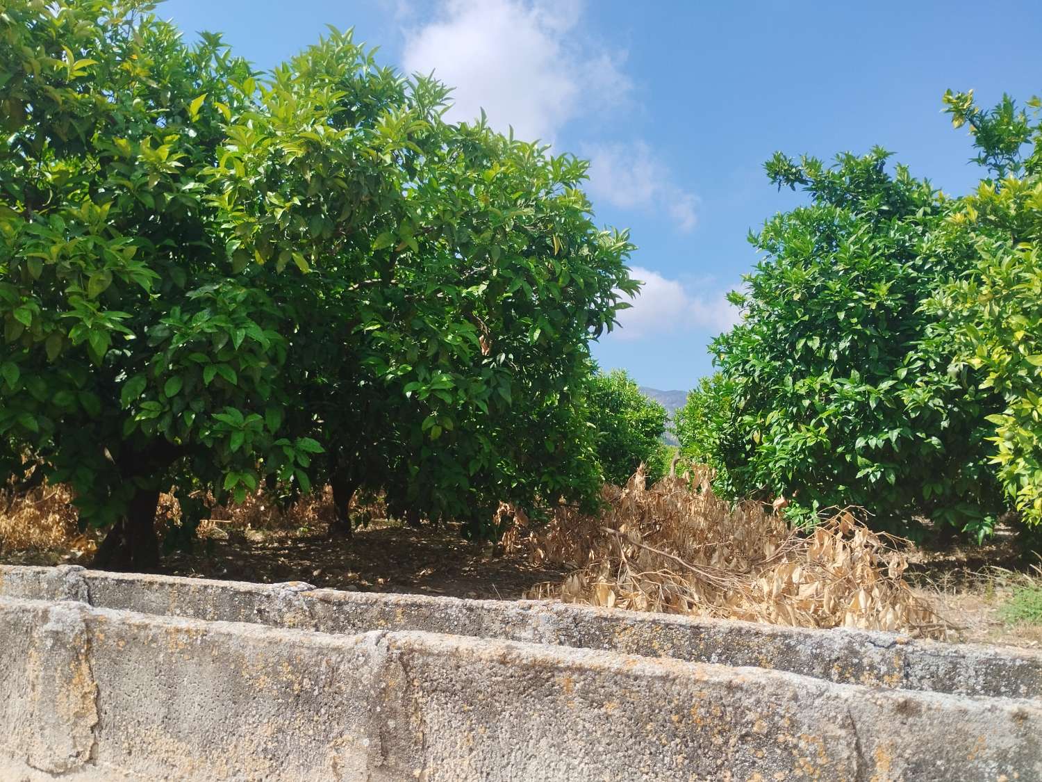 Plot with orange trees