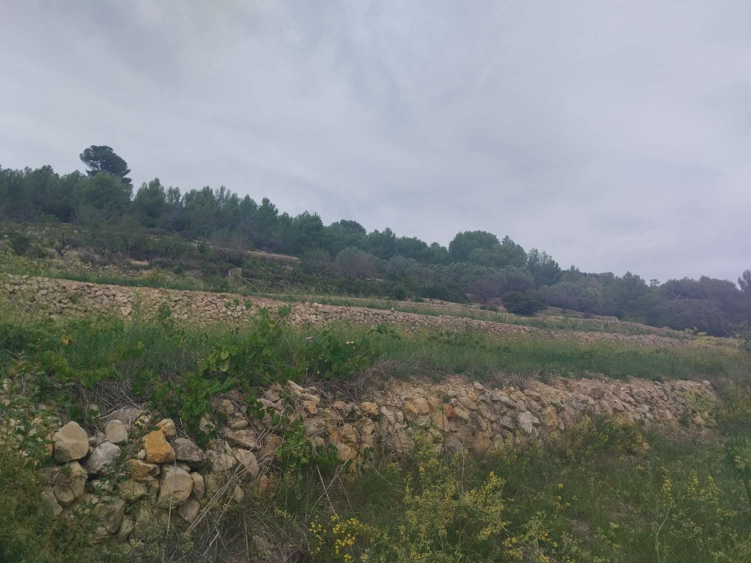 Terreno rustico 8.000 metri con rudere